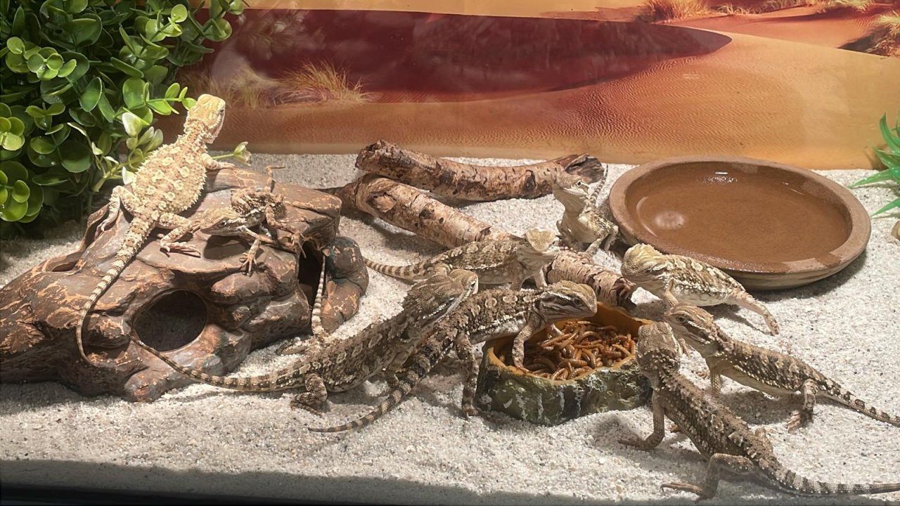 Liebe volle batergamen - Echsen - Querfurt