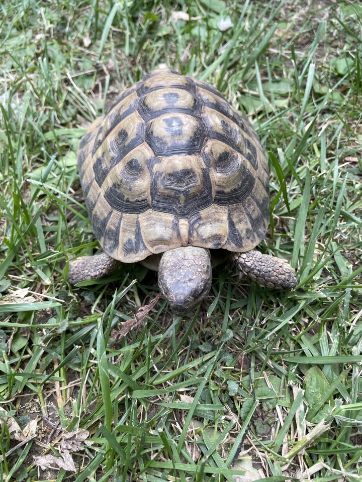 Griechische Landschildkröte - Schildkroeten - Wiesbaden