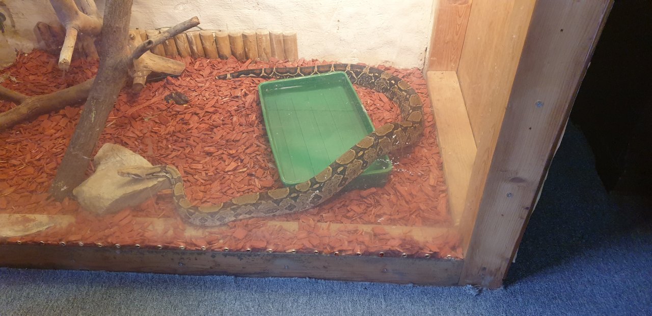 Boa Constrictor  Kostenlos - Schlangen - Beilstein