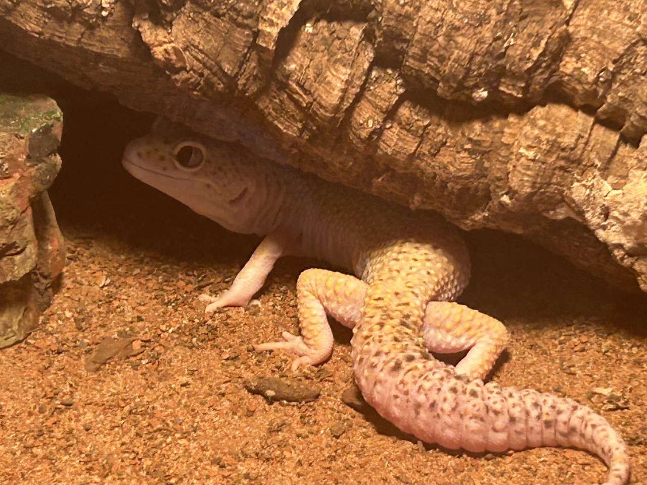 4 Leopardengeckos abzugeben - Gecko - Hamm