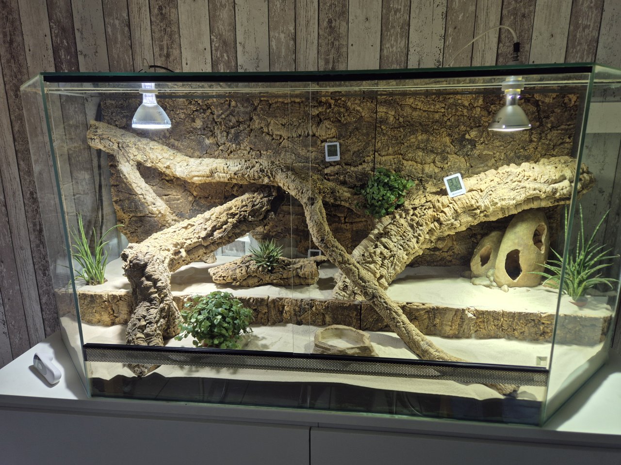 Suche adulte, gerne große und vorallem handzahme Bartagame - Bartagame - Leichlingen (Rheinland)