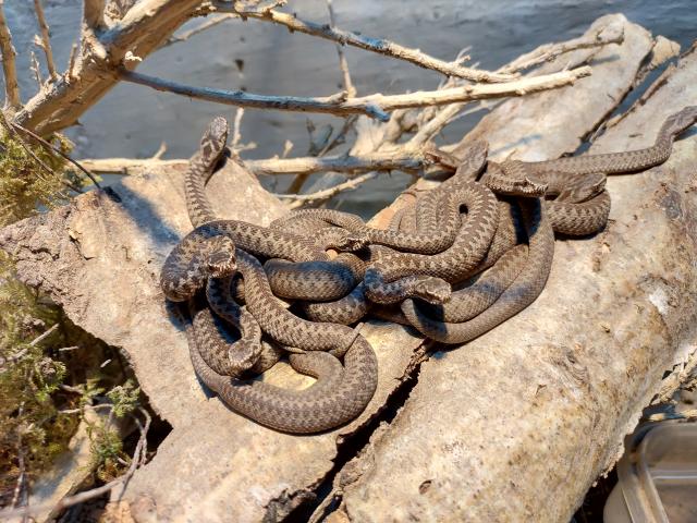 Kreuzotter Vipera Berus  - Schlangen Giftschlangen - Bietigheim-Bissingen