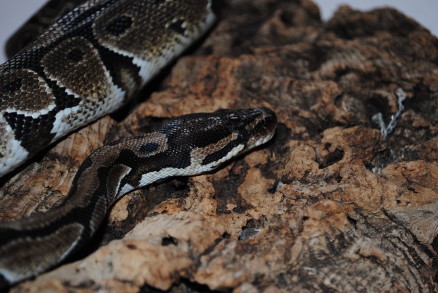 Eine Python regius günstig abzugeben!  - Schlangen Python - Bochum