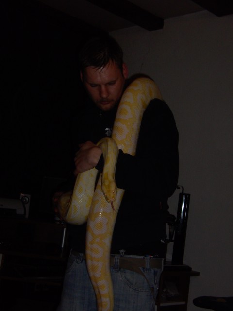 Albino Tigerpython weibchen 3,30m / NZ 04/2008 - Schlangen Python - Kassel
