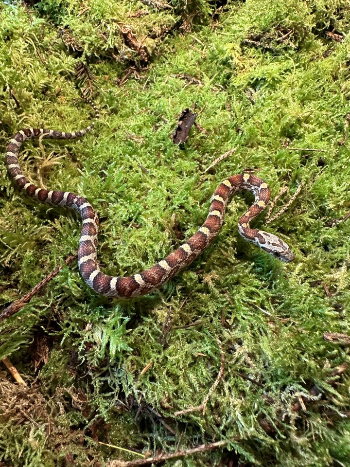 1,0 Masque Kornnatter - Schlangen - Unstrut-Hainich