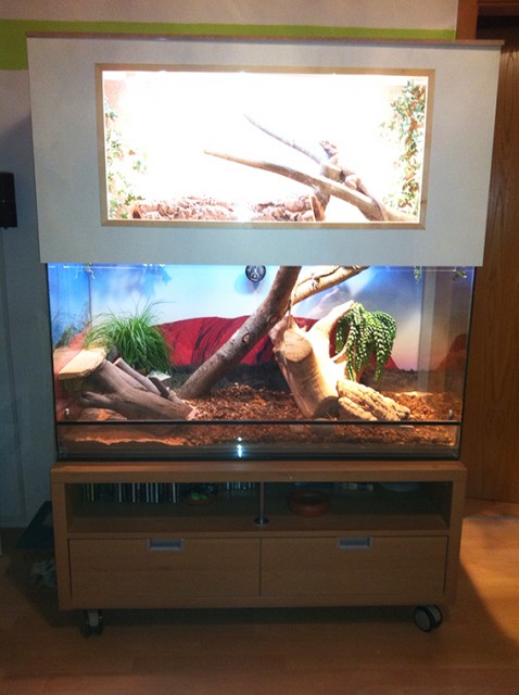 Zwei Bartagamen inkl. zweistöckigem Terrarium abzugeben - Bartagame Farbbartagame - Hausham