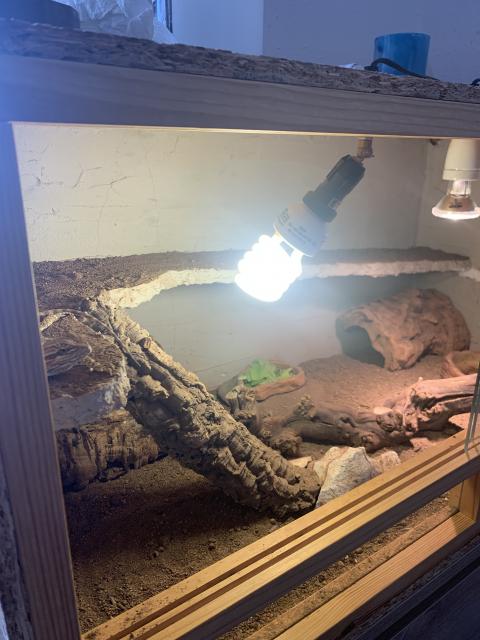 Verkaufe Terrarium mit Zubehör und 4 Bartagamen  - Bartagame - Öhringen 