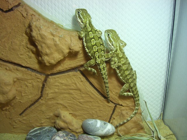 Zergbartagame (n) Pärchen 8 Monate 100,- Düsseldorf - Bartagame Zwergbartagame - Düsseldorf