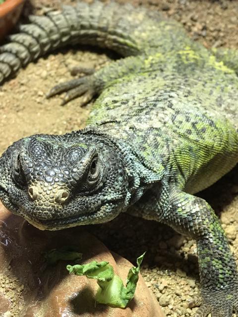 Uromastyx Acanthinura Männchen - Echsen - Bonn