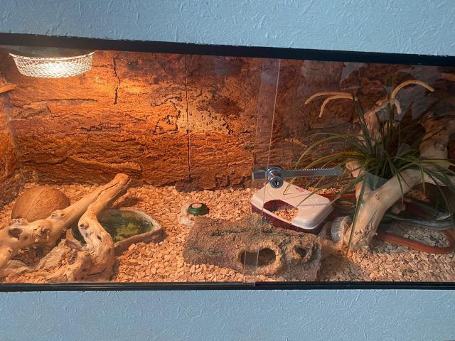 Verkaufe Terrarium mit 2 Kornnatter Weibchen  - Schlangen Natter - Osnabrück 