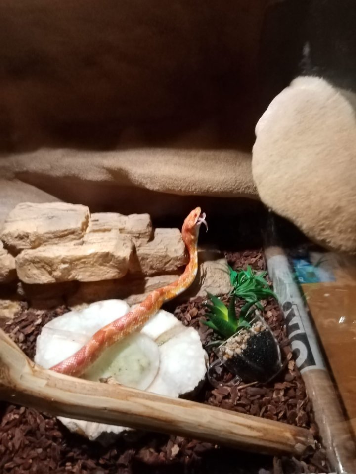 Kornnattern zu verkaufen - Schlangen - Erfurt 