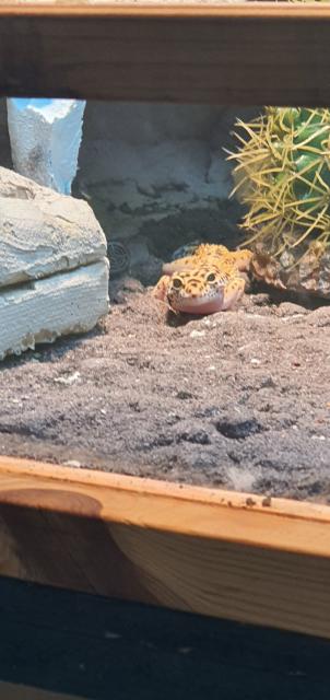 Terrarium mit leopardengeckos  - Terrarien - Steinfurt