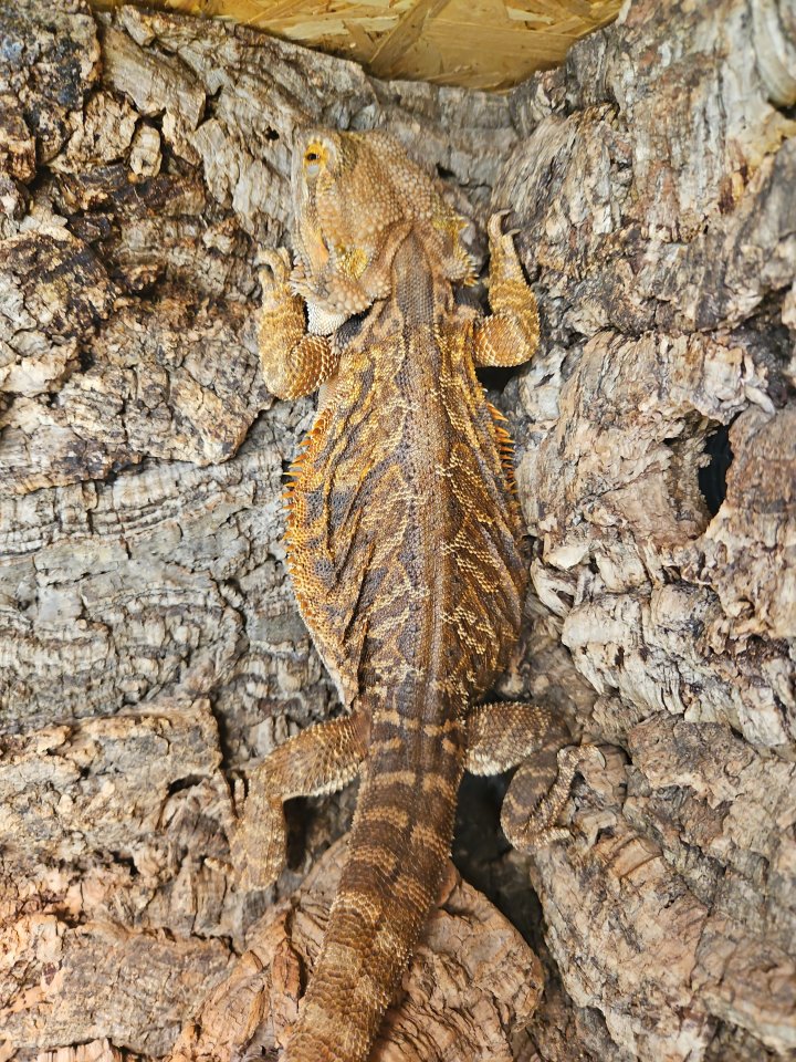 Bartagame (Pogona vitticeps), weiblich, 5,5 Jahre alt - Bartagame - Iserlohn