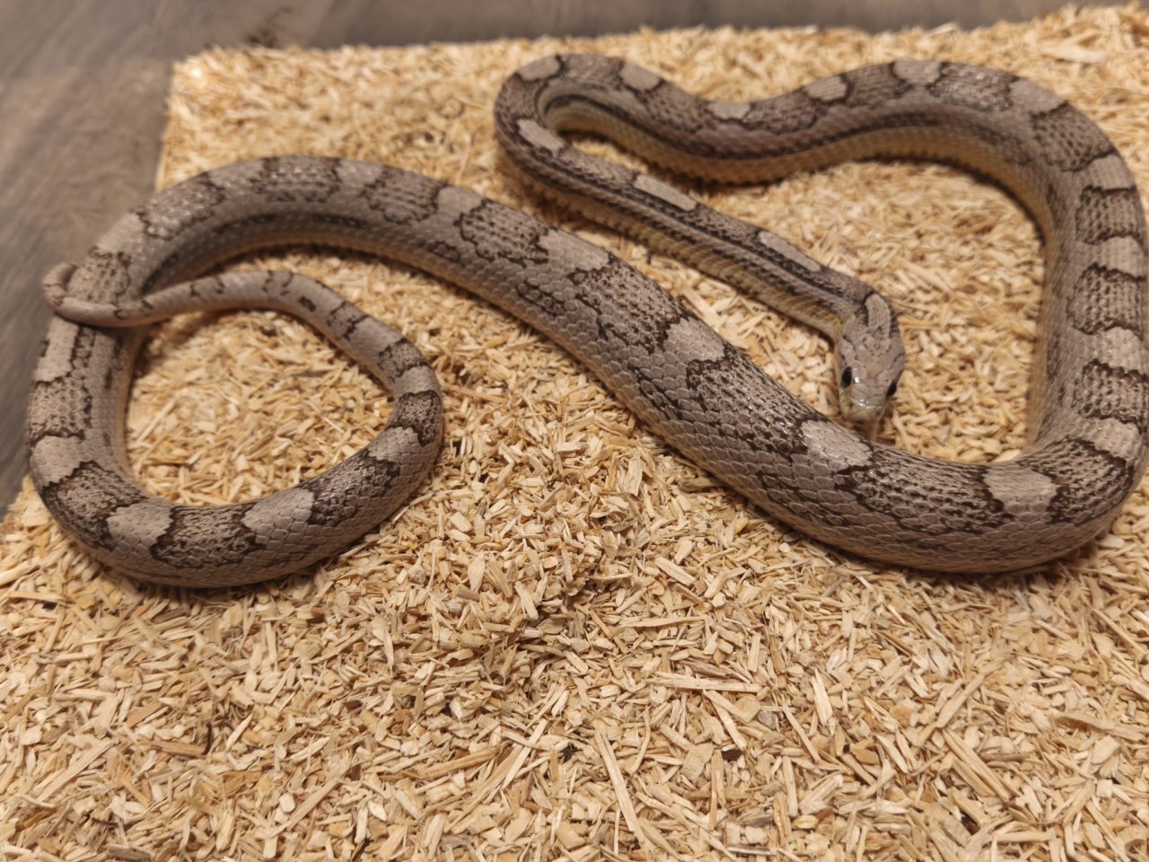 1.0 Kornnatter Ghost Motley-Striped het. Hypo - Schlangen - Horb