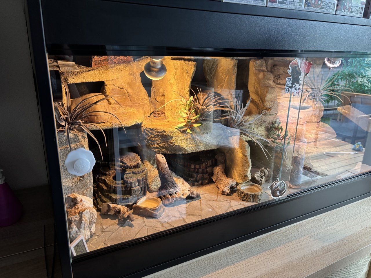 Terrarium inkl. einem Leopardgecko - Gecko - Aurach OT Weinberg