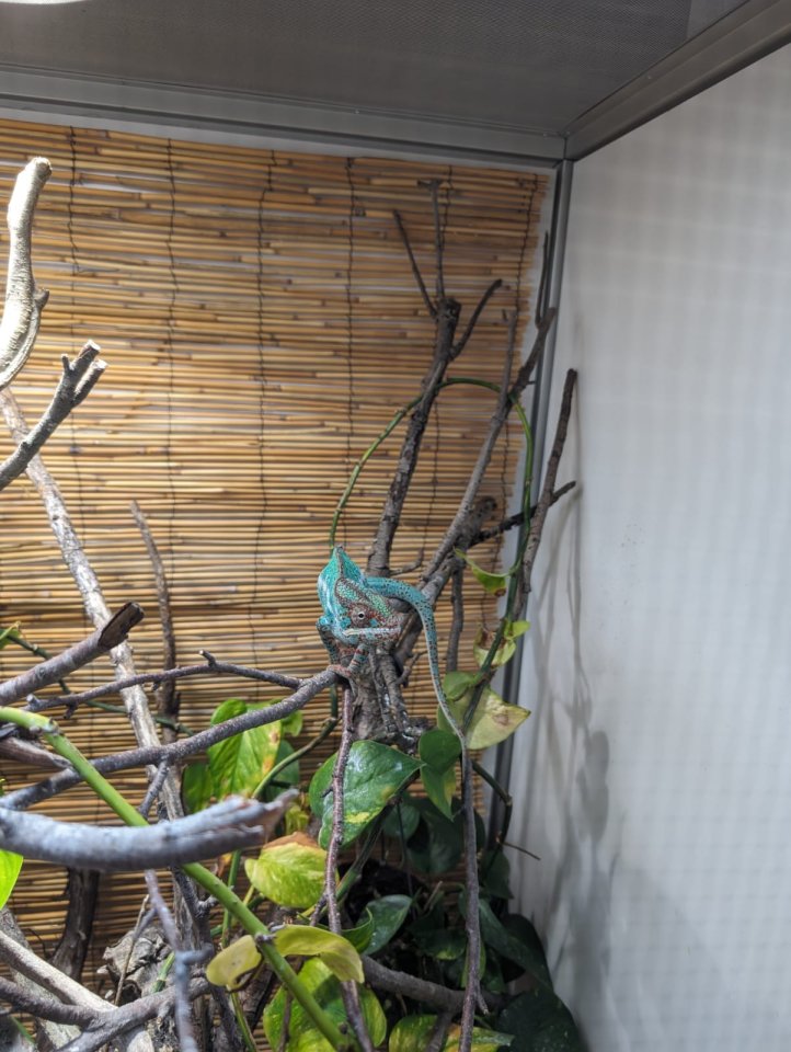 Pantherchamäleon 1.0 - Chamaeleon - Mülheim an der Ruhr