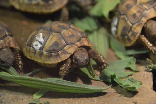 Griechischer Landschildkröten Nachzucht aus 2021 CITES-Zertifikat - Schildkroeten - Brechen