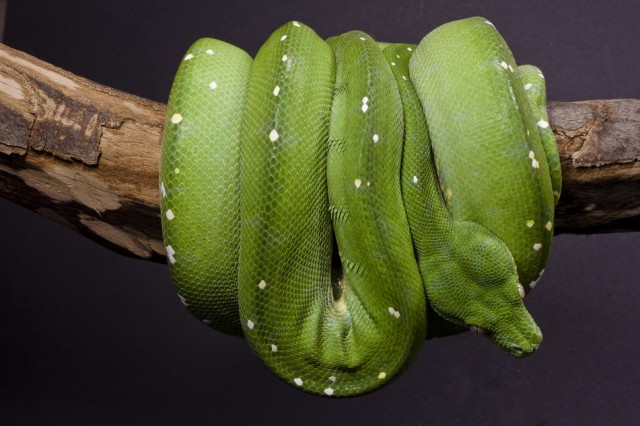 Morelia Viridis Grüner Baumpython und Terrarium abzugeben - Schlangen Python - Kaltenholzhausen