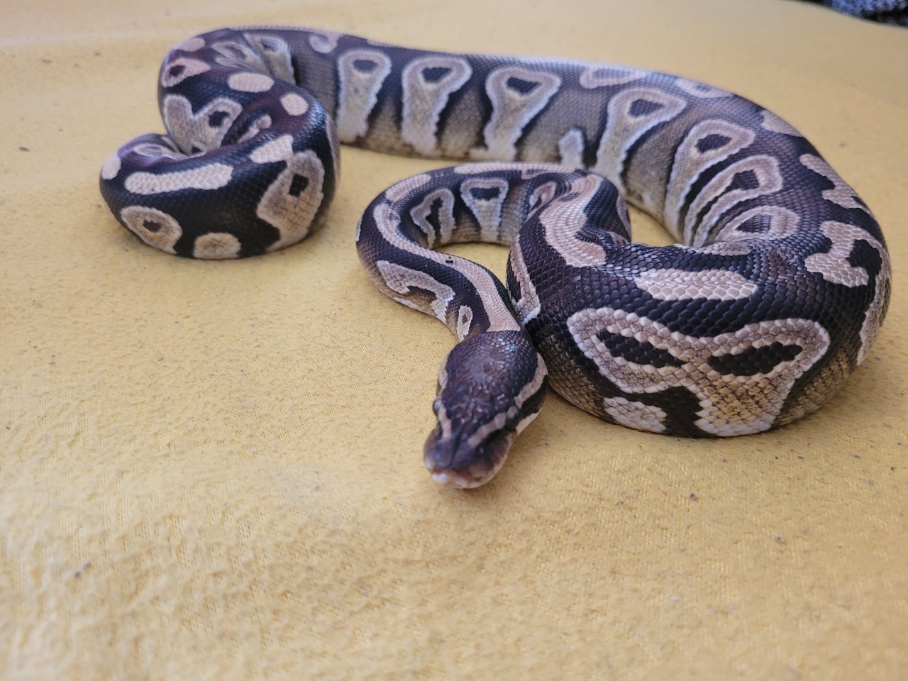 Königspyton Pastel inkl Terrarium und Zubehör  - Schlangen - Solingen
