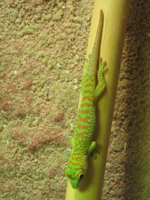 0.0.1 Phelsuma Grandis (High Red) von 02/2008 - Gecko - Kleve