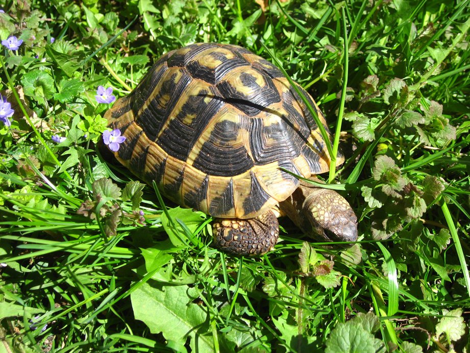 Griechische Landschildkröten THB, adult, verschiedene Jahrgänge - Schildkroeten - Obertaufkirchen