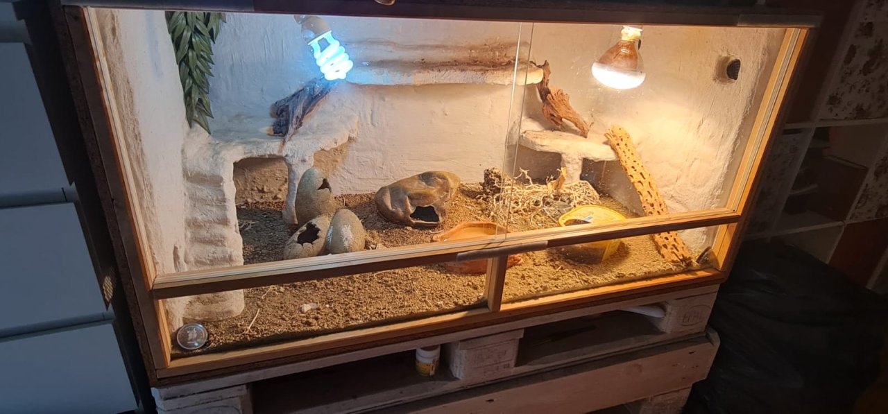 3 Leopardgeckos inkl Terrarium - Gecko - Gelsenkirchen