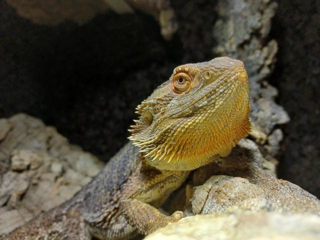 Bartagame mit Terrarium und Zubehör  - Bartagame - stralendorf