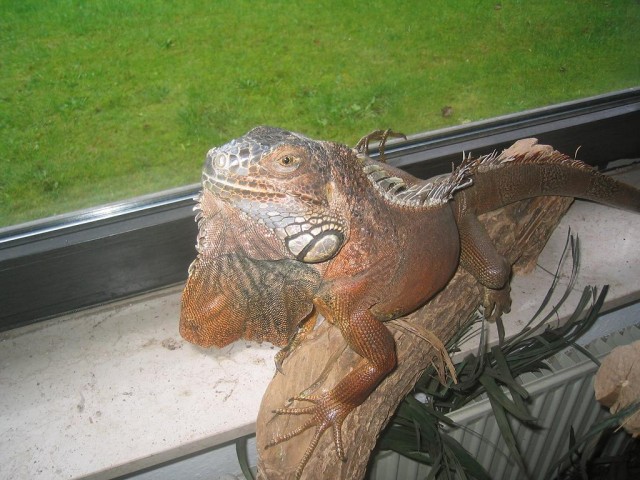 Leguan-Männchen - Echsen - Esterwegen