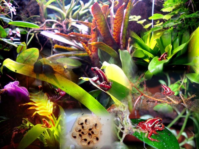1.1 Epipedobates anthonyi Santa Marta - Frosch - BERLIN
