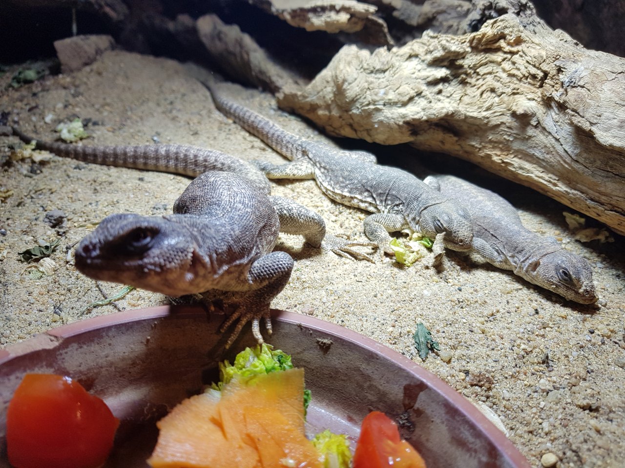 2.1 Wüstenleguane Dipsosaurus dorsalis - Leguan - Weißenberg