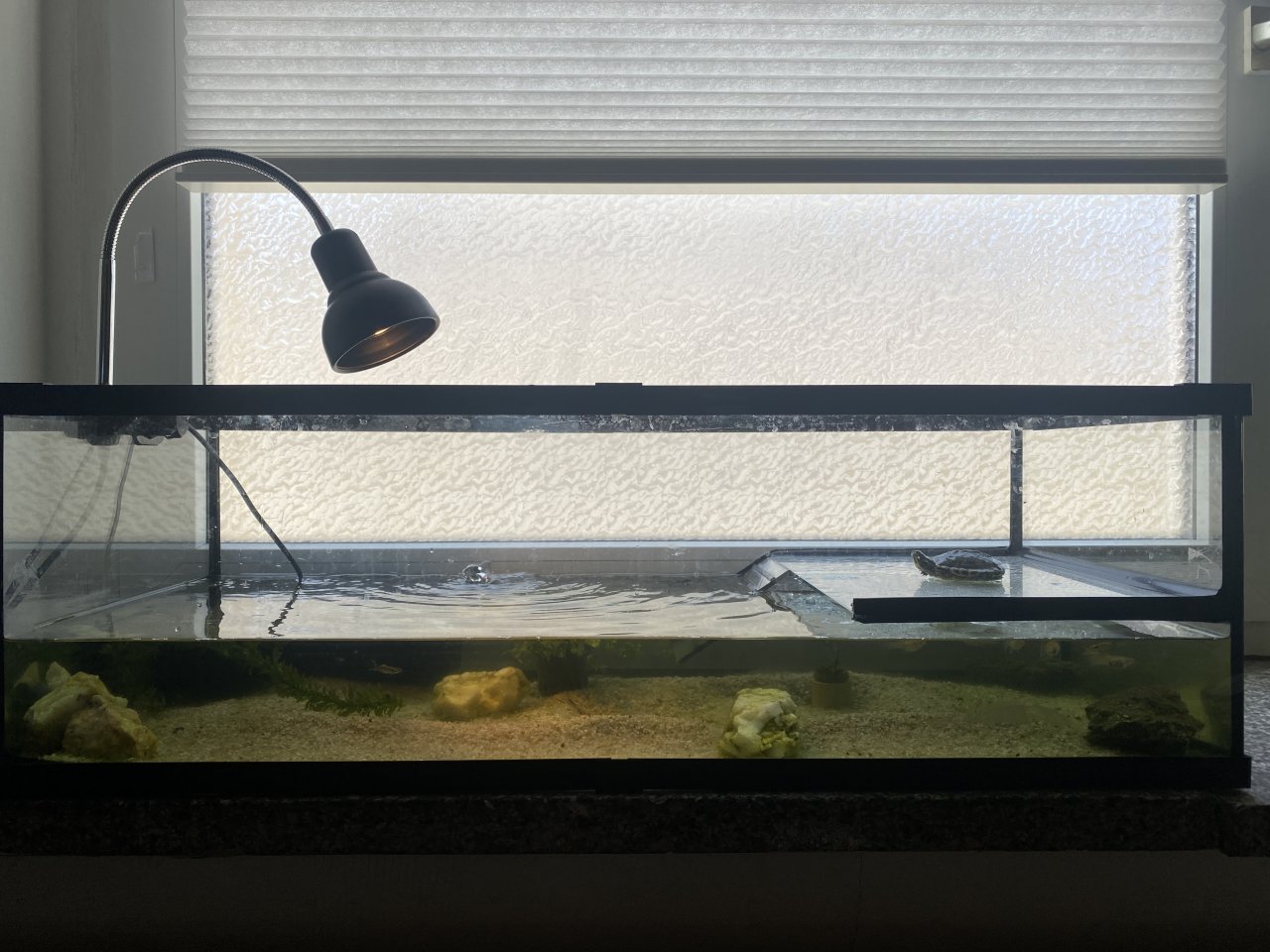 Wasserschildkröte mit Terrarium - Schildkroeten - Neuhausen