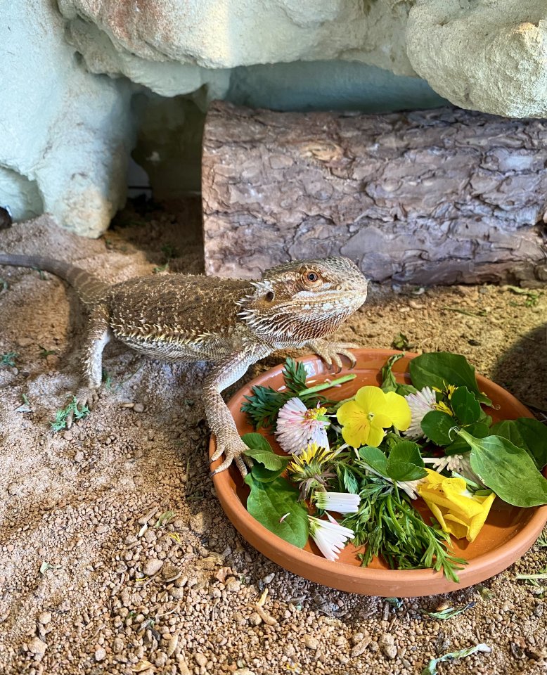 Bartagame Weibchen- 5 Jahre - Jane mit Terra - Bartagame - Heidesheim