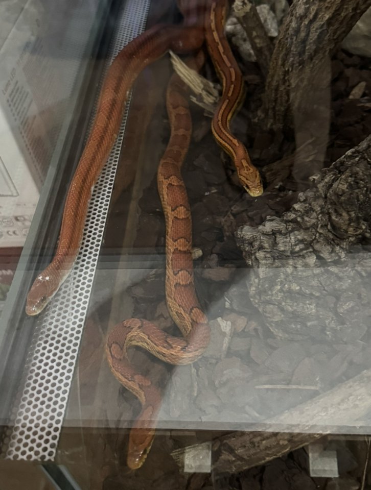 3 Kornnattern zu Verschenken - Schlangen - Mörlenbach