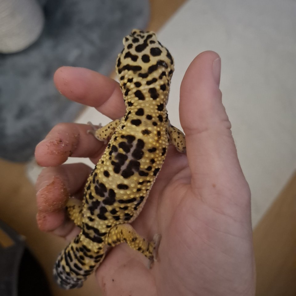 Leopardengecko Männchen 2 Jahre - Gecko - Bischofswiesen