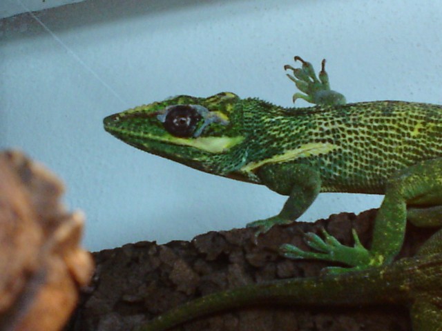 Ritteranolis Paar - Anolis - Eching