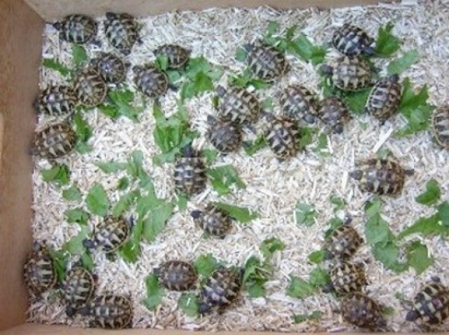 Griechische Landschildkröten THB - Schildkroeten - Burgau