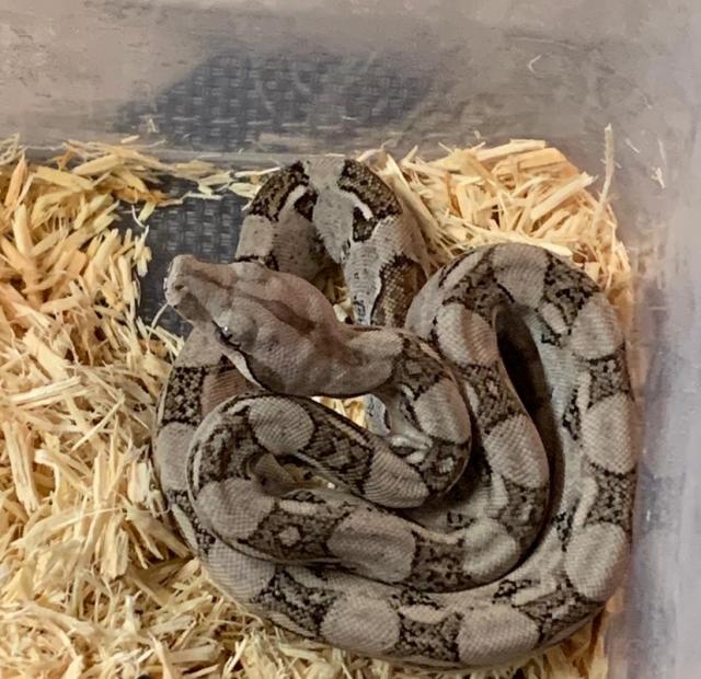 Boa Constrictor Imperator *Jungtier* - Schlangen Boa - Düren