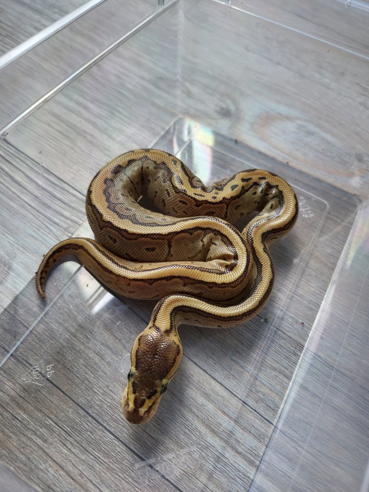 Weibliche Königspythons !!!!!!!!!! - Schlangen - Sandbostel