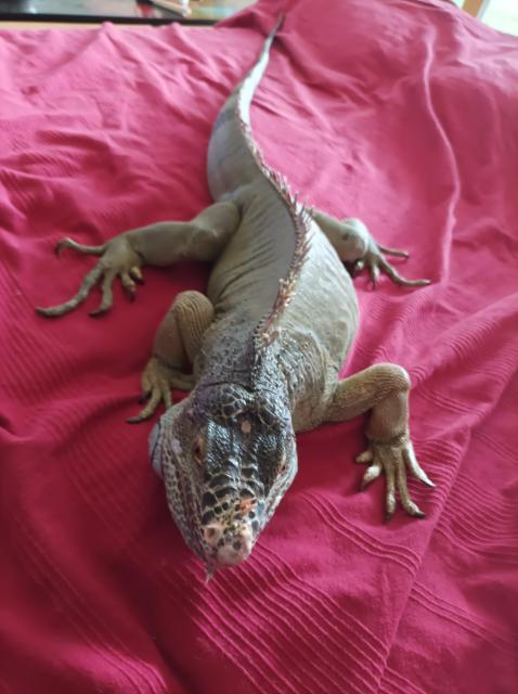 Reptilien-kleinanzeigen.net - Leguan - Zams