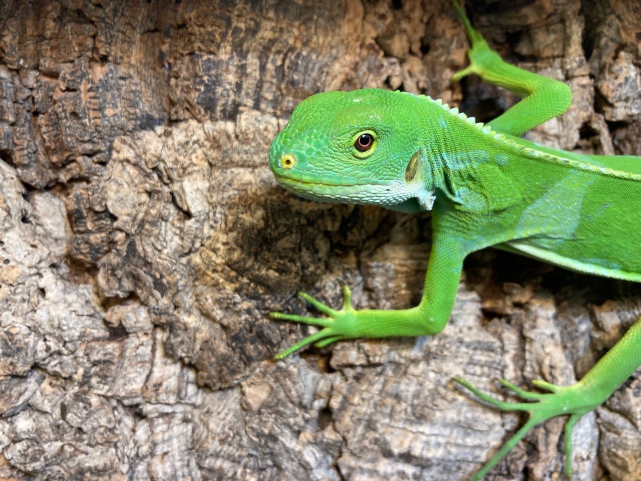 Fidji Leguan Brachylophus Fasciatus - Echsen - Tann
