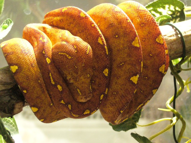 Gebe wunderschöne Grüne Baumpython,s ab - Schlangen Python - erfurt