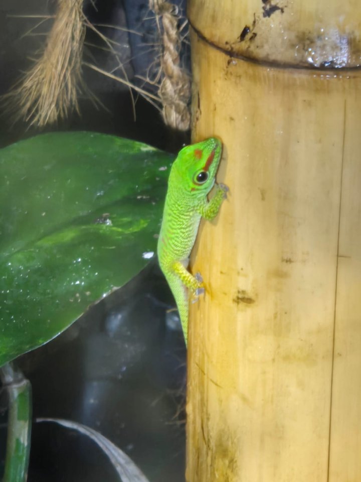Phelsuma grandis Nachwuchs - Gecko - Rheinberg