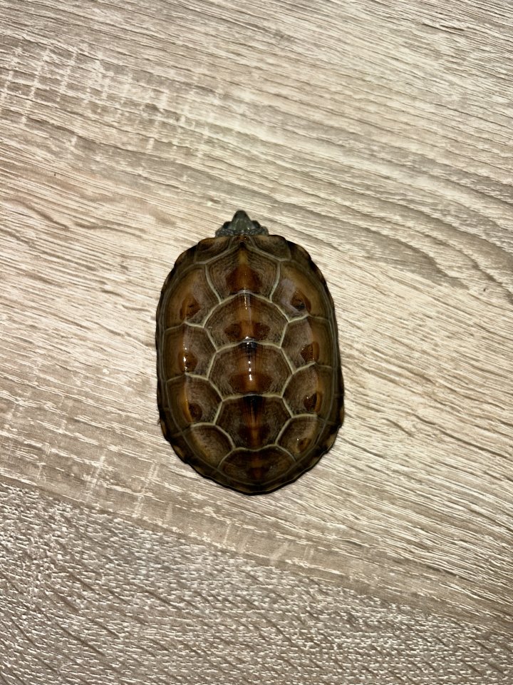 3 Kleine Dreikielschildkröten - Schildkroeten - Gleißenberg