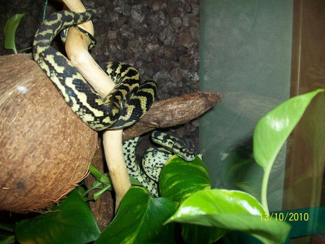 Verkaufe Python curtus curtus // Morleia spilota ssp. // Thermo Controll Pro II  - Schlangen Python - Castrop-Rauxel