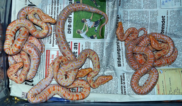 Biete Tigerpython und Boa-Mix Nachzuchten - Schlangen Python - Bad Nauheim