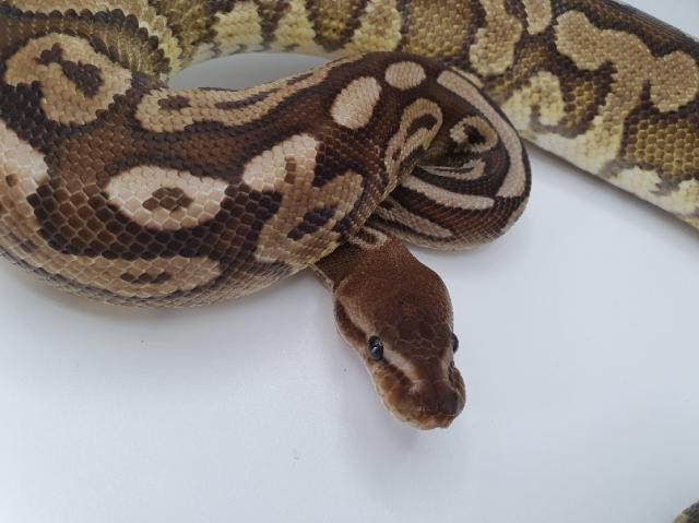 1.0 Cinnamon Hidden Gene Woma het Piebald Königspython - Schlangen Python - Kiel