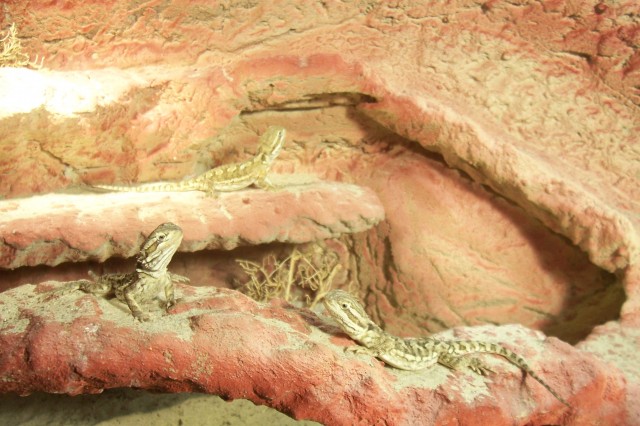 Zwergbartagamen -Pogona Henrylawsoni- Terrarium - Bartagame Zwergbartagame - Weyhe