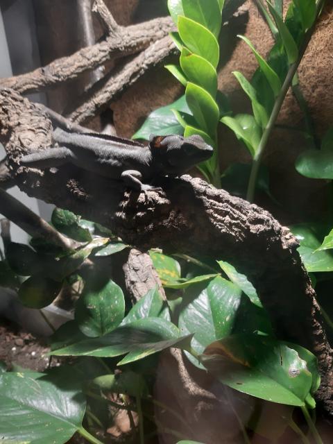 Streifenbasilik Männchen sucht eine neue Gruppe  - Basilisk - Bannewitz 