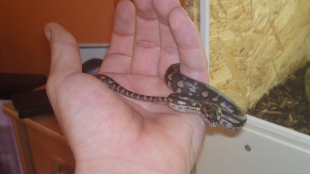 Teppichpython (morelia spilota variegata) - Schlangen Python - herne