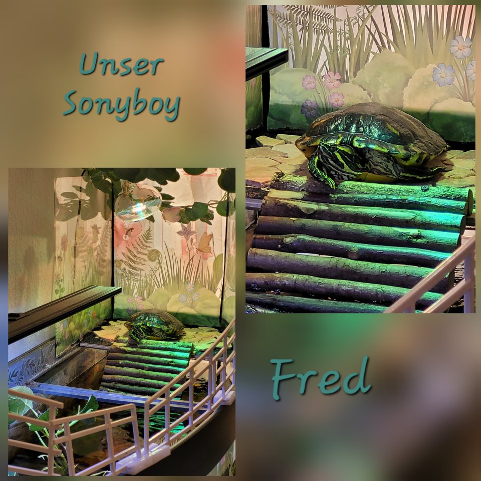 Fred, Florida-Schmuckchildkröte - Schildkroeten - Plauen